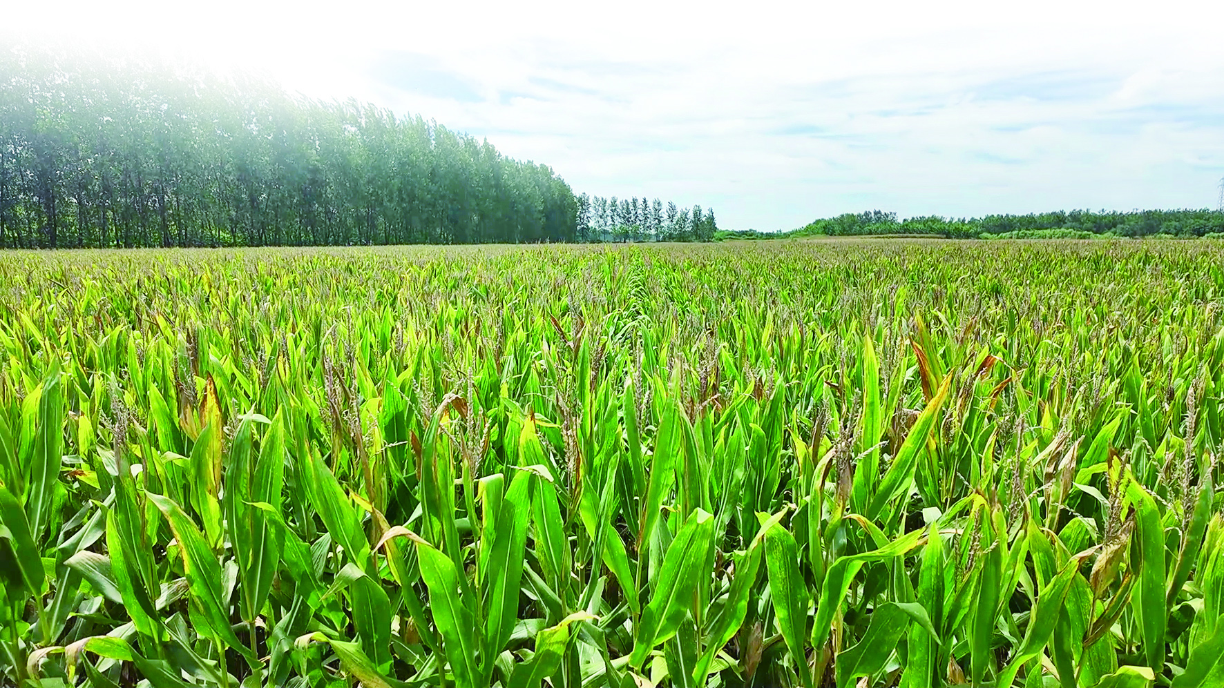 湖南江华13.2万亩二季晚稻集中收割 科技赋能粮食丰收
