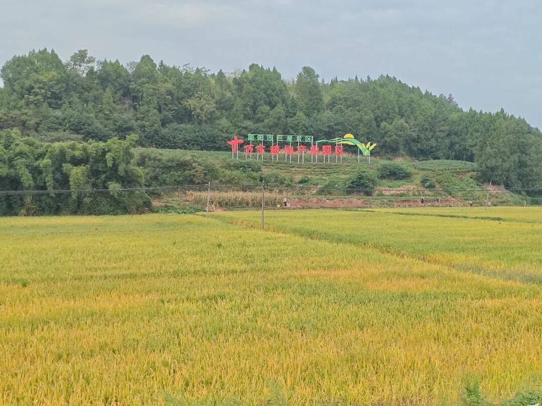 湖南江华13.2万亩二季晚稻集中收割 科技赋能粮食丰收