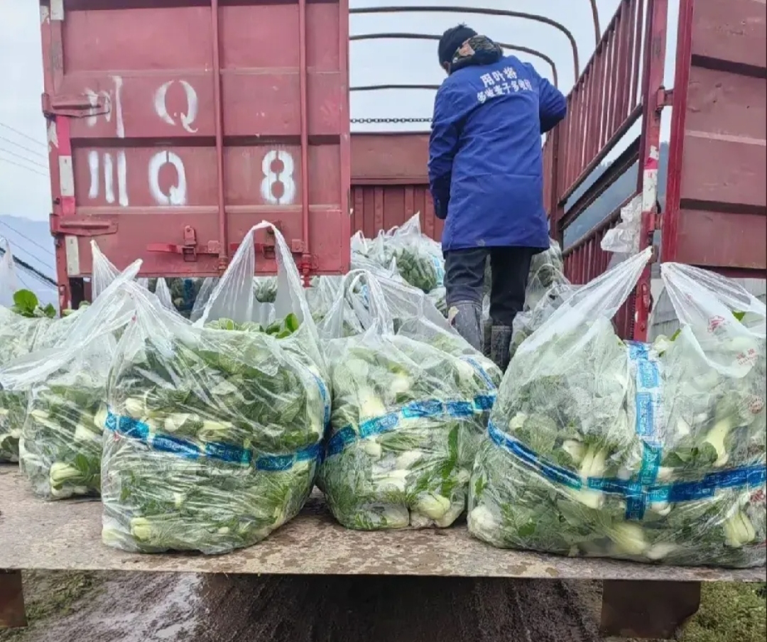 青海冷凉蔬菜首次出口越南