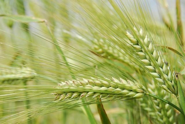 商务部：填补世界“绿色缺口”，中国在三个方面发力