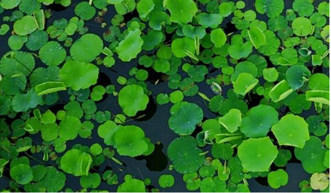 商务部：填补世界“绿色缺口”，中国在三个方面发力