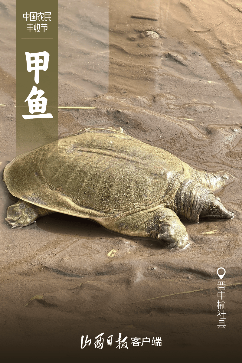 （乡村行・看振兴）山西榆社：“甲鱼”变“致富鱼” “养”出特色产业富民路