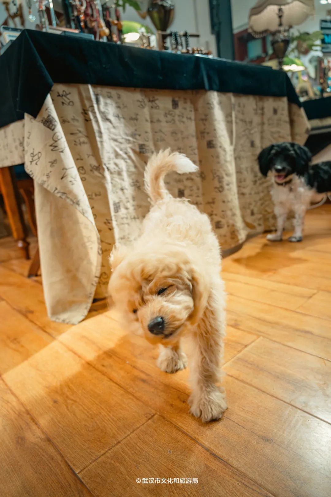 山西太原：狗狗当“店长”吸引客流