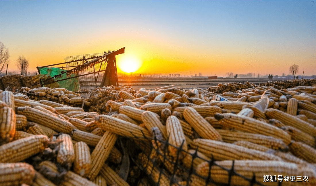 (乡村行・看振兴)山西长治潞城区:机械农技双驱动 晚播小麦破困局