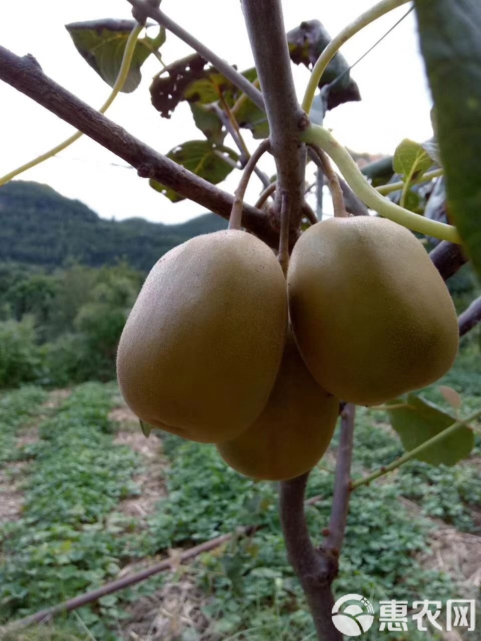 (乡村行・看振兴)贵州水城:红心猕猴桃迎丰收 “甜蜜”让生活更甜蜜