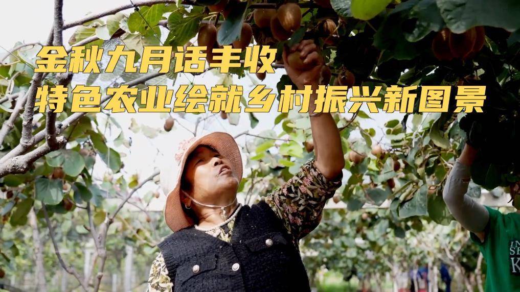 (乡村行・看振兴)贵州水城:红心猕猴桃迎丰收 “甜蜜”让生活更甜蜜