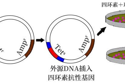 2025中国维生素原料药行业：不可或缺的“微观世界”基石_拥有“如意行”驾乘险，出行更顺畅！,人保护你周全