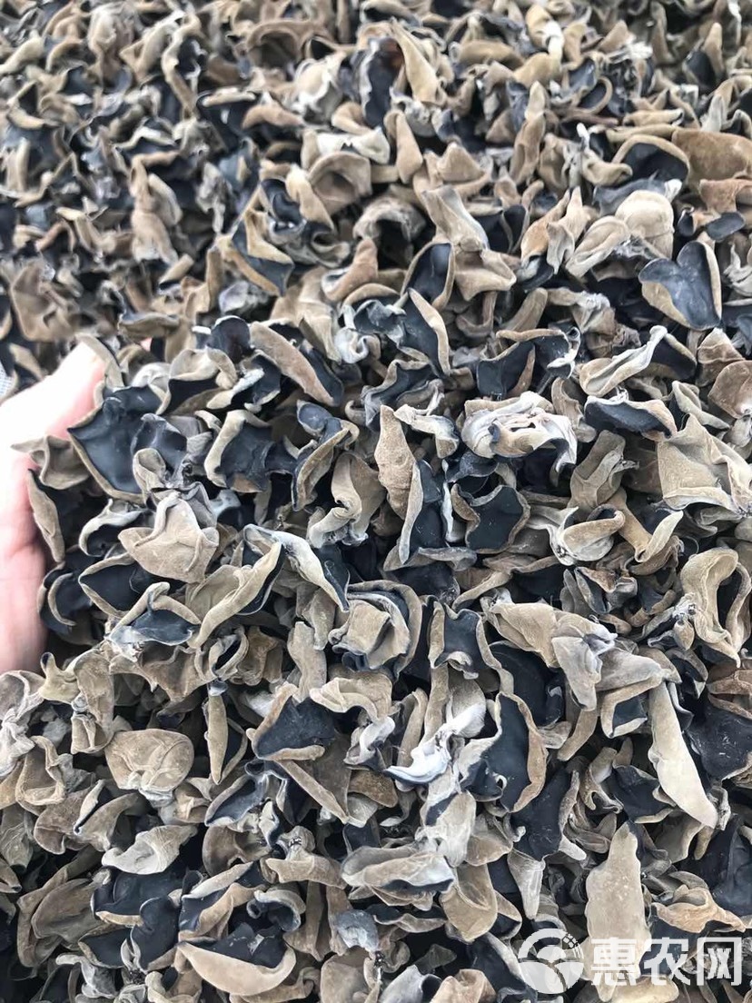 “东宁黑木耳”今年全产业链产值和销售收入将超百亿元