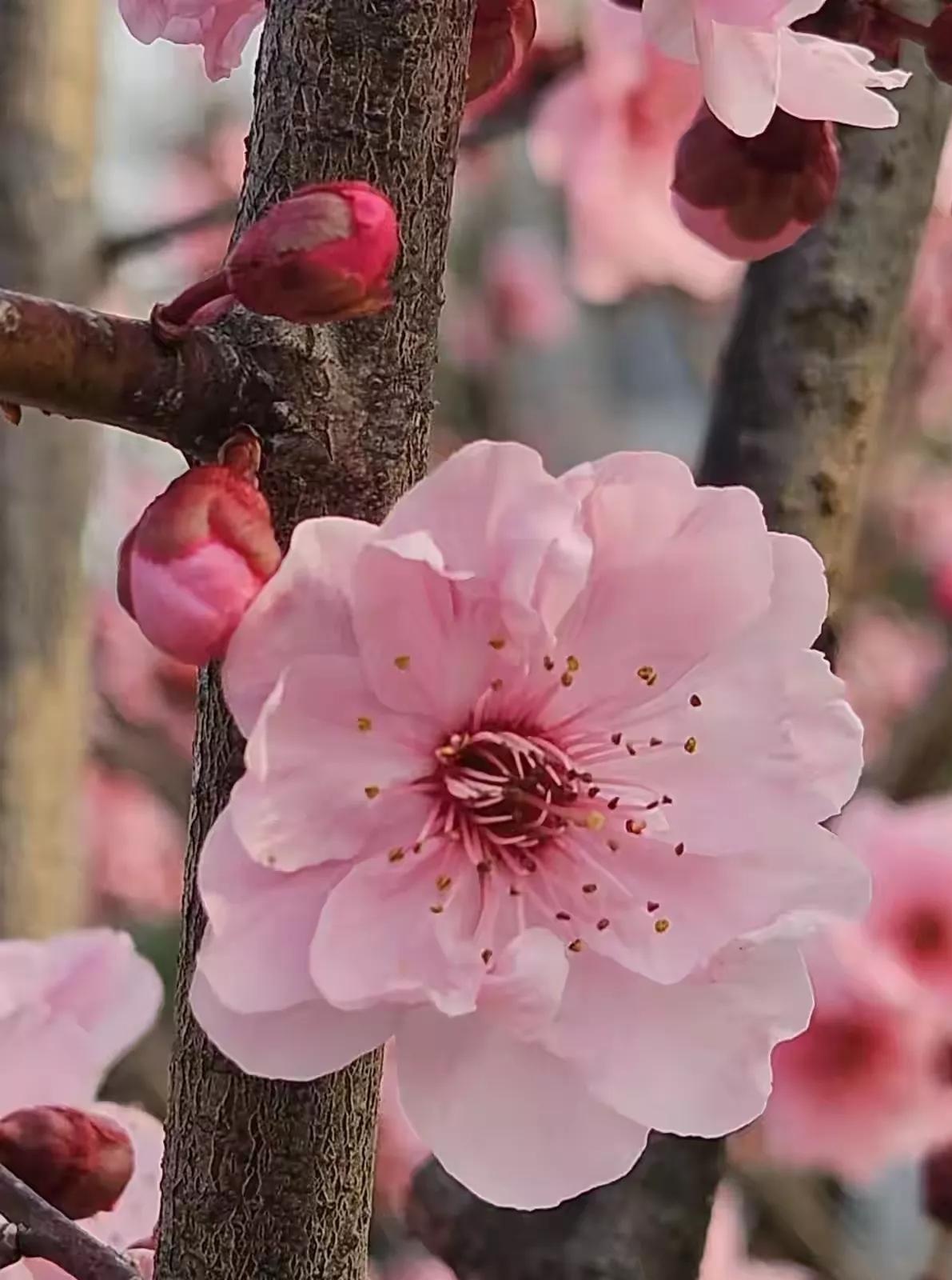 湖北武汉迎来大风降温天气