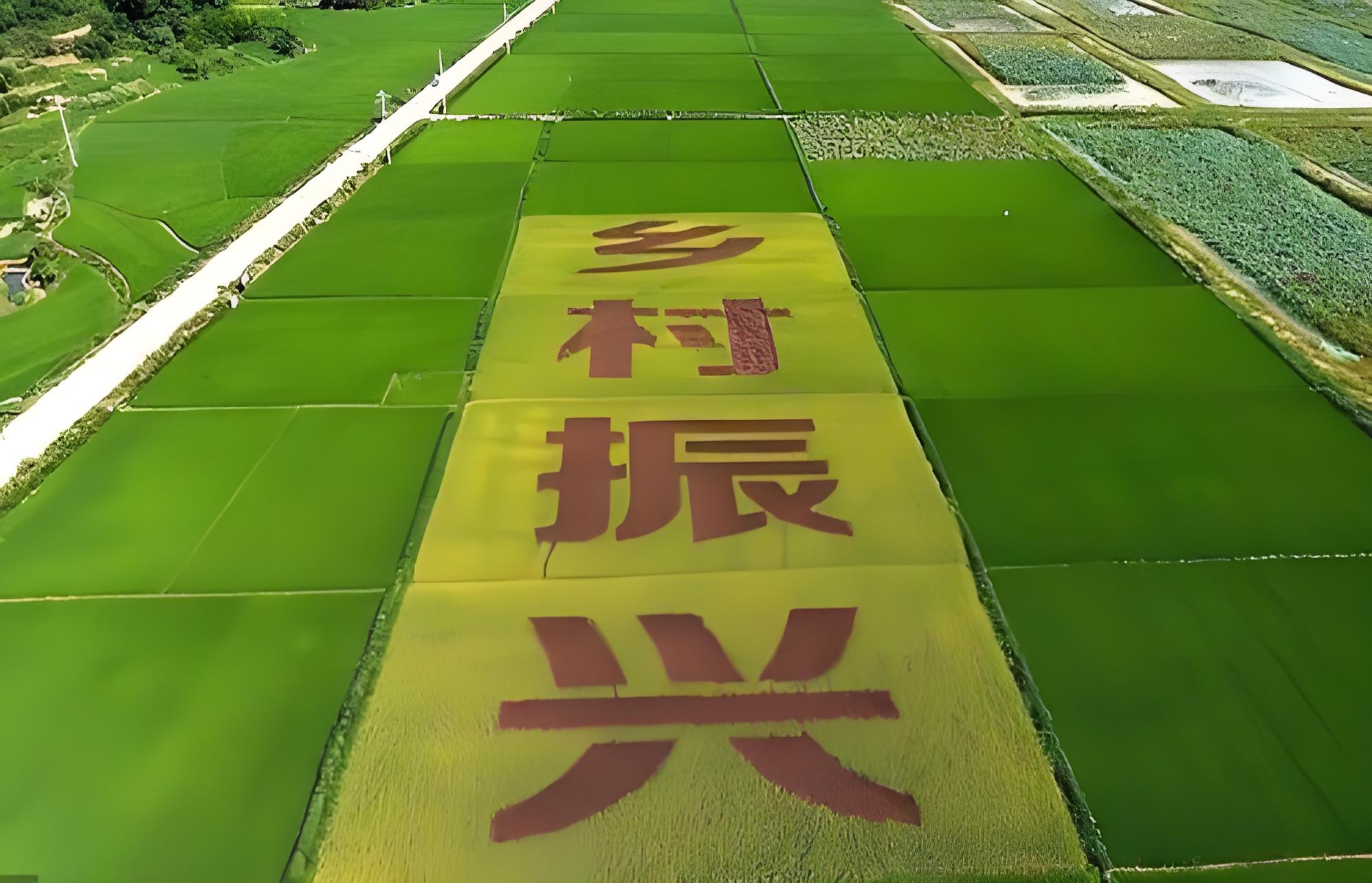 (乡村行・看振兴)山西长治潞城区:大葱采收季 特色产业赋能乡村振兴路