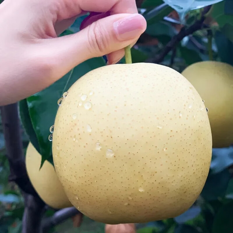 百年老树成就亿元产值 一颗雪梨如何链就富民“梨”想?