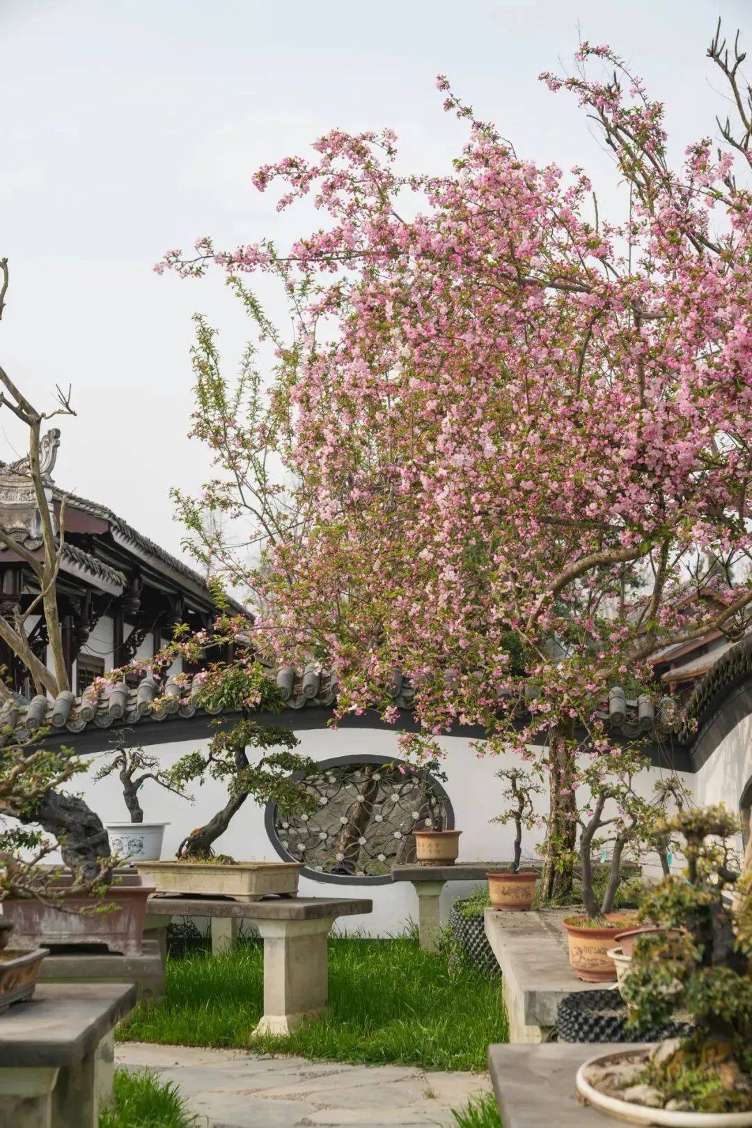 从皇家贡桔到世界名片：南丰蜜桔如何穿越千年成“百亿顶流”？