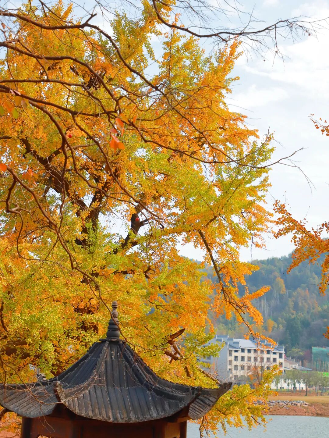 从皇家贡桔到世界名片：南丰蜜桔如何穿越千年成“百亿顶流”？