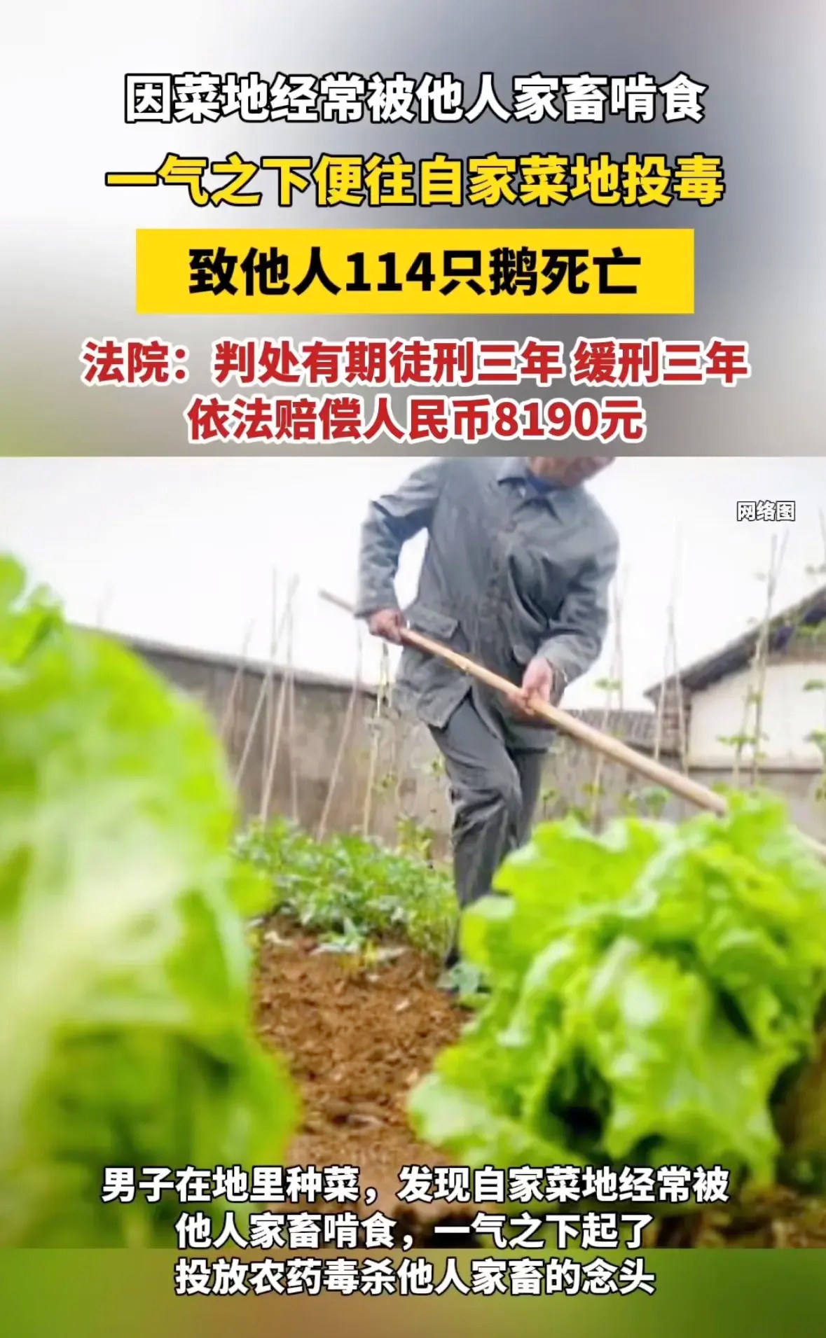 一纸判决炸出背后50亿元巨额诈骗案，金龙鱼今日公开喊冤