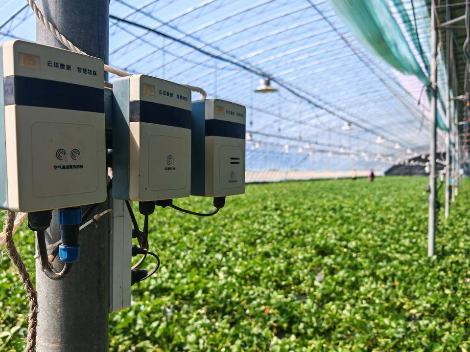 广西南宁：智慧农业“椒”出丰收答卷