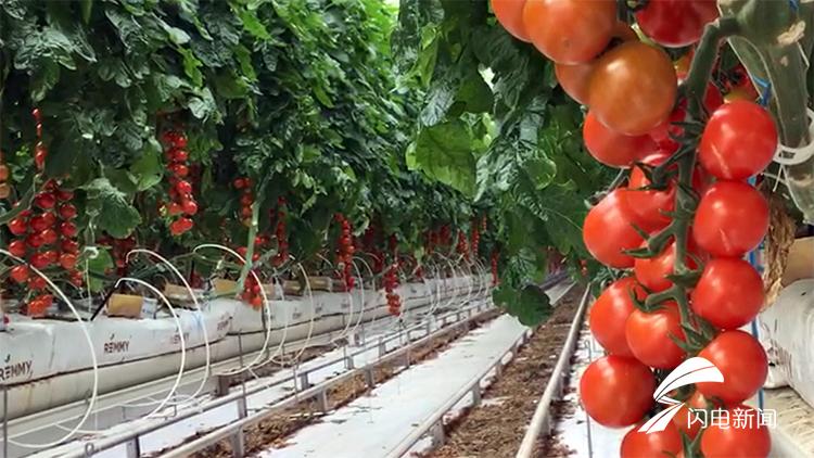 广西南宁：智慧农业“椒”出丰收答卷