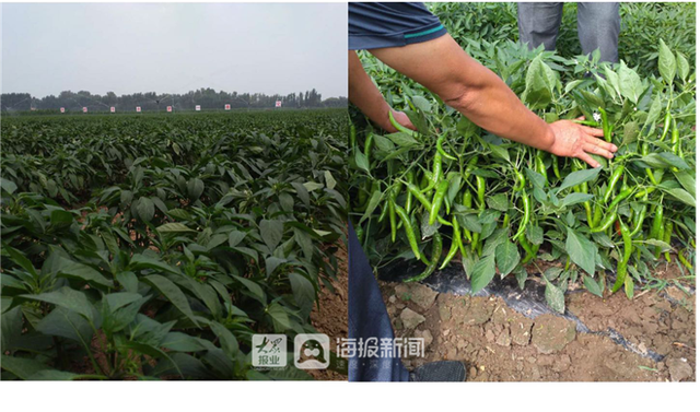 广西南宁：智慧农业“椒”出丰收答卷