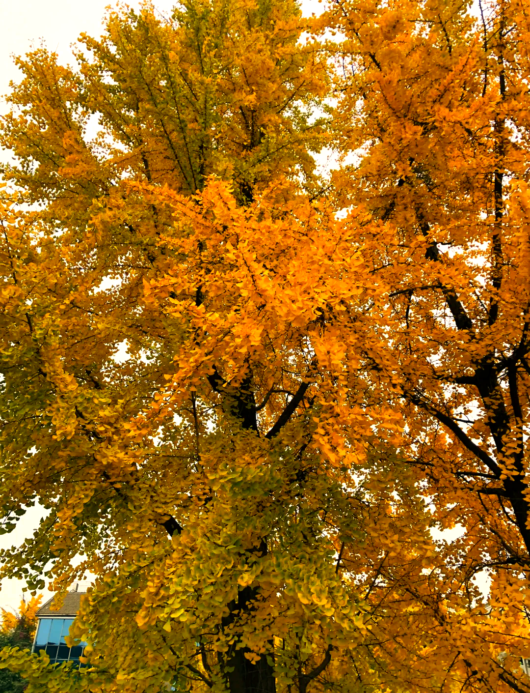 成都迎来银杏观赏季