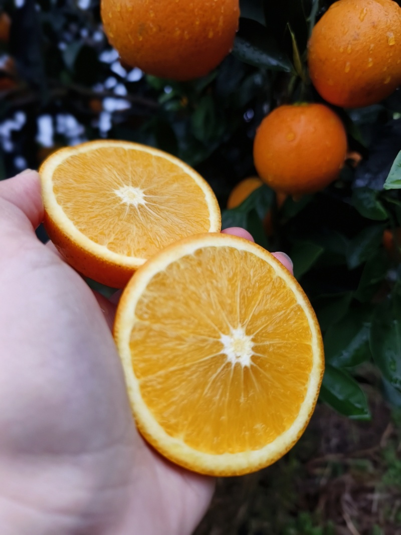 一颗橙子“闯”全球 湖南麻阳八吨冰糖橙启程“出海”