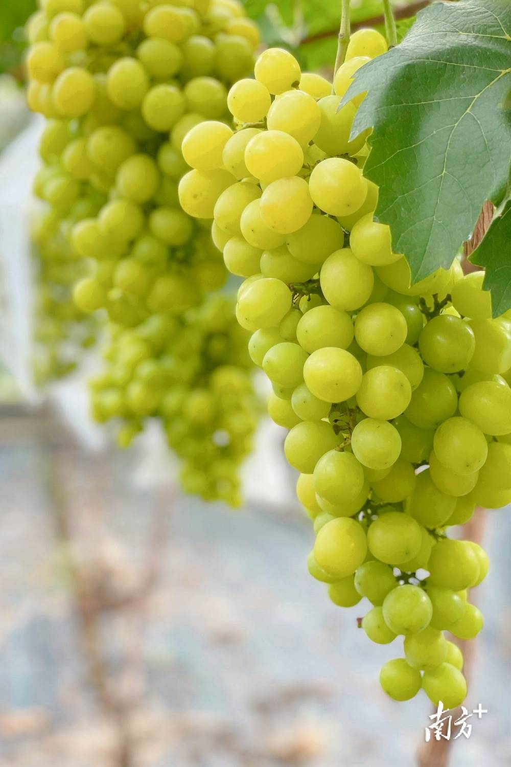 兰州苦水玫瑰酿“甜蜜经济” 系列产品远销海外