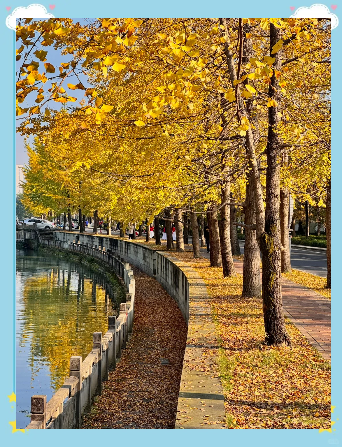 成都迎来银杏观赏季