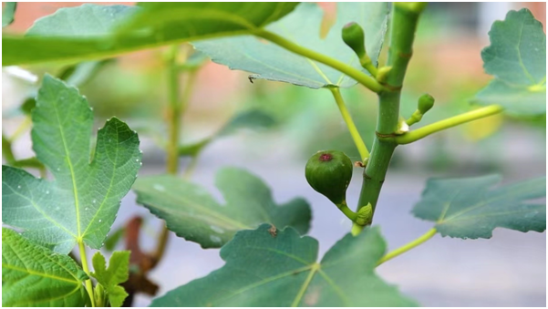 兰州苦水玫瑰酿“甜蜜经济” 系列产品远销海外