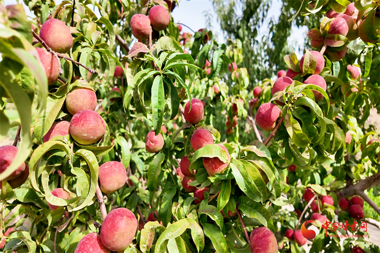 兰州苦水玫瑰酿“甜蜜经济” 系列产品远销海外