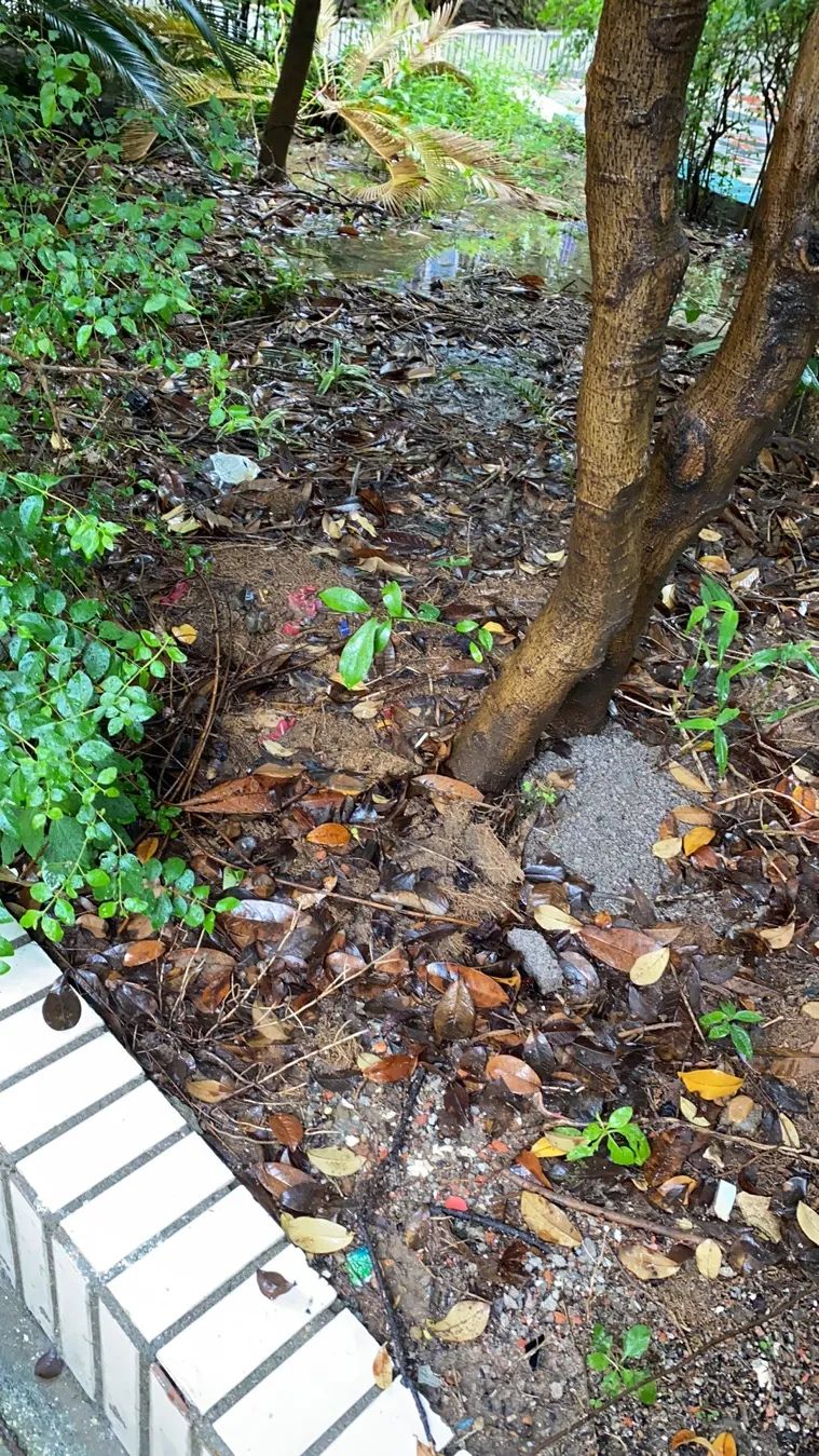 重庆大渡口区茄子溪港长江水体变黑 官方通报：污水已基本切断