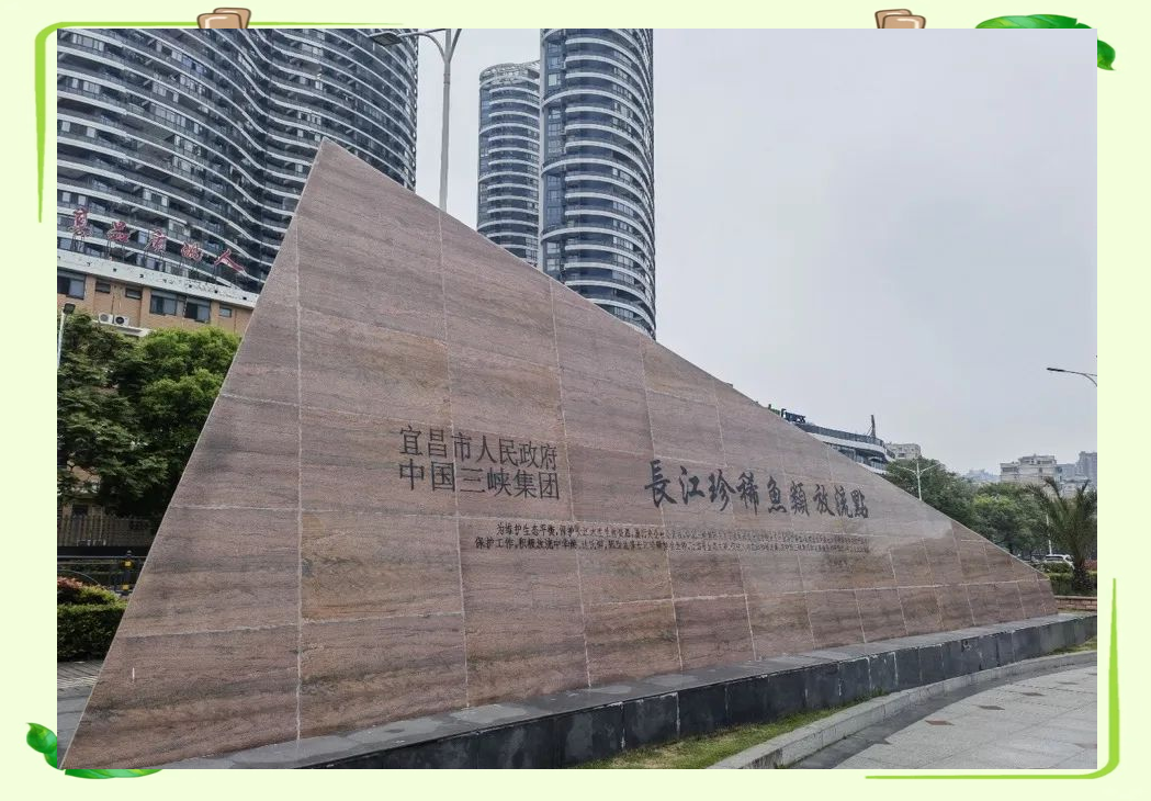 三峡集团：首批子三代中华鲟诞生