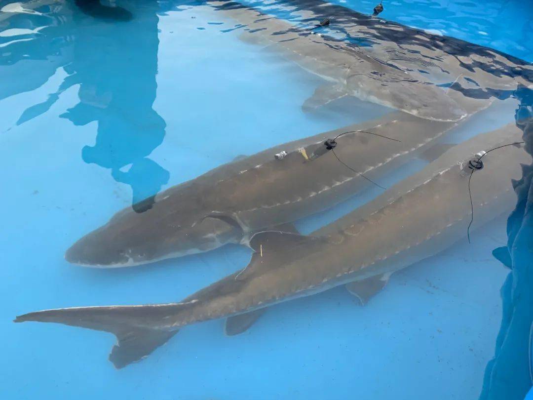 三峡集团：首批子三代中华鲟诞生