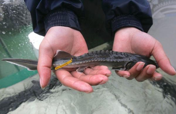 三峡集团：首批子三代中华鲟诞生