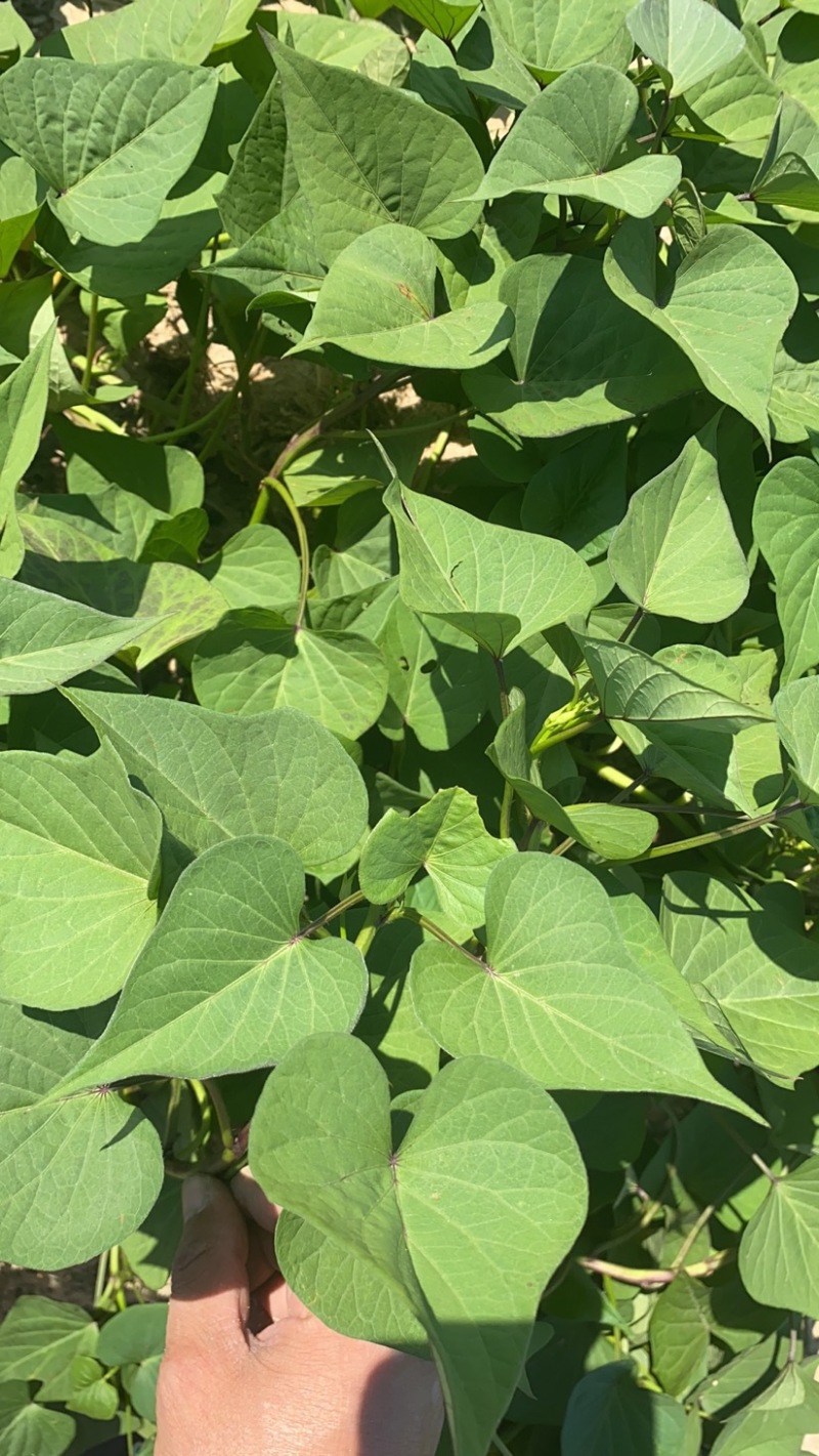 广东云浮评出2025“番薯王”重达26.23斤