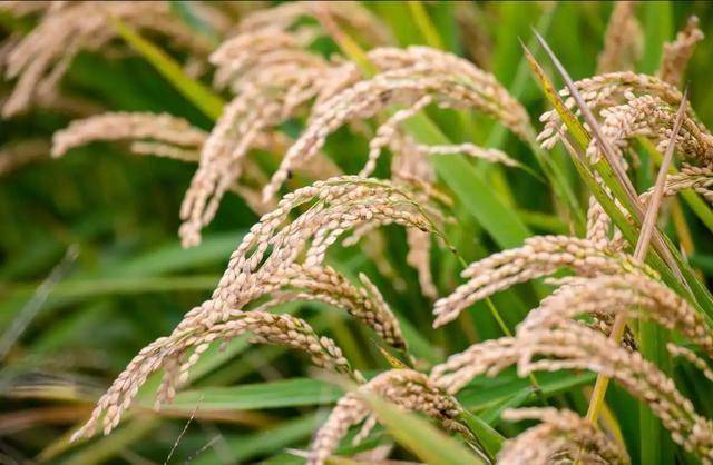 东西问丨普罗迪：动荡世界中，欧中如何携手注入合作动能？