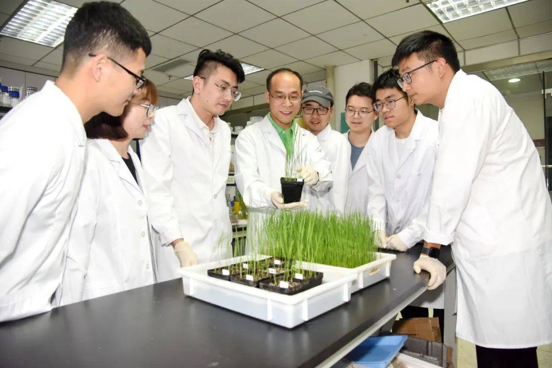 中国高校科研人员找到水稻细菌病害防控新路径