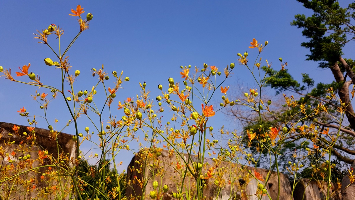 “老树开新花”！基金重仓股，跨界潮玩！