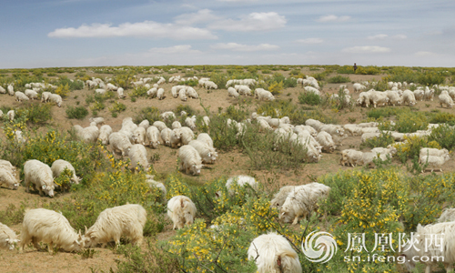 湖南东安 “羊产业” 成民众增收 “金钥匙”