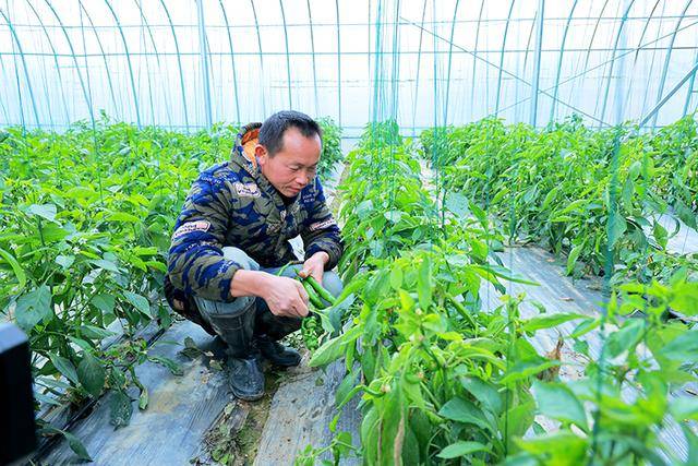 2026温室大棚项目可行性:“露地看天吃饭,大棚看数据吃饭。”_人保伴您前行,人保有温度