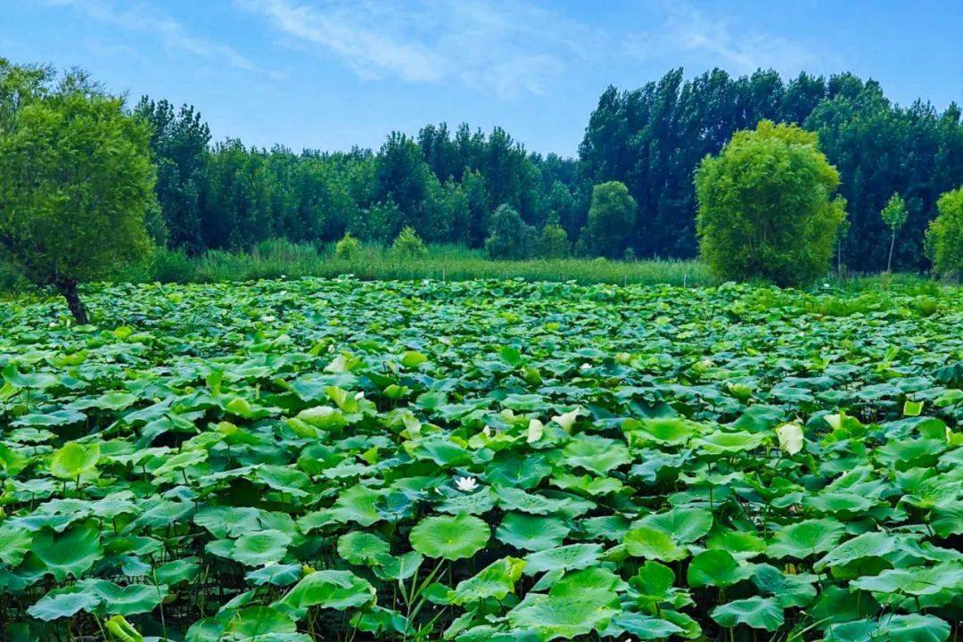 2026莲藕种植行业市场规模及需求分析_人保服务 ,人保财险 