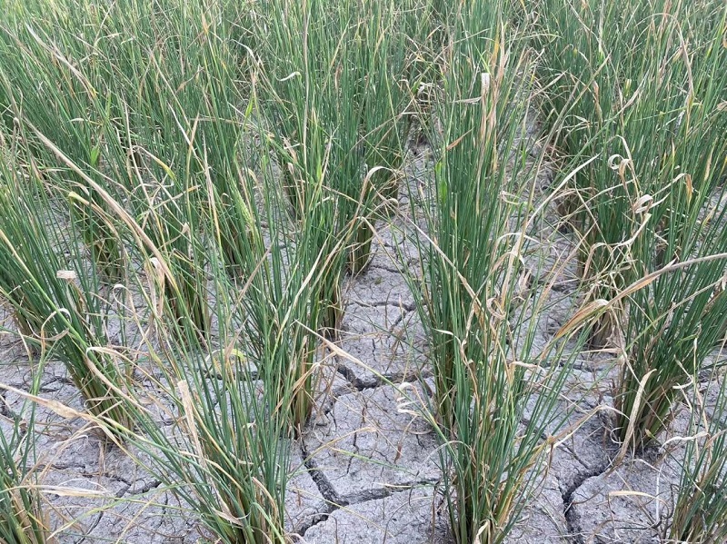 2026莲藕种植行业市场规模及需求分析_人保服务 ,人保财险 