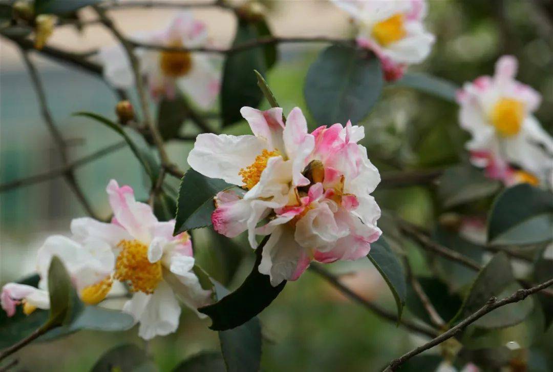 全产业链总产值预计18亿元 “中国油茶之乡”种活金种子