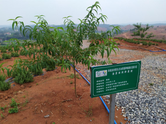 全产业链总产值预计18亿元 “中国油茶之乡”种活金种子