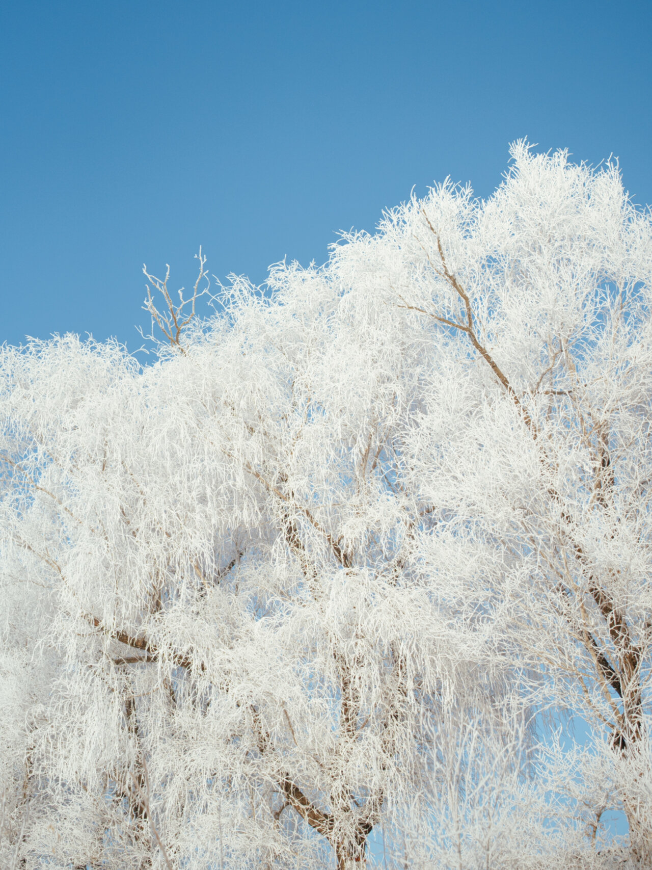 黑河逊克举办雾凇冰雪节 游客极寒天气赏“凇花绽放”
