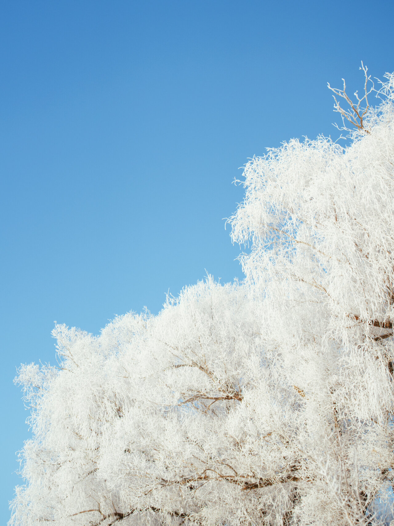 黑河逊克举办雾凇冰雪节 游客极寒天气赏“凇花绽放”