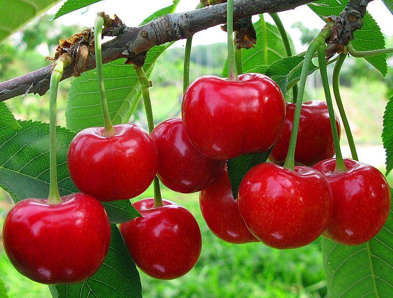 拥有“如意行”驾乘险，出行更顺畅！,人保护你周全_2025年樱桃果树行业市场深度调研及发展前景预测