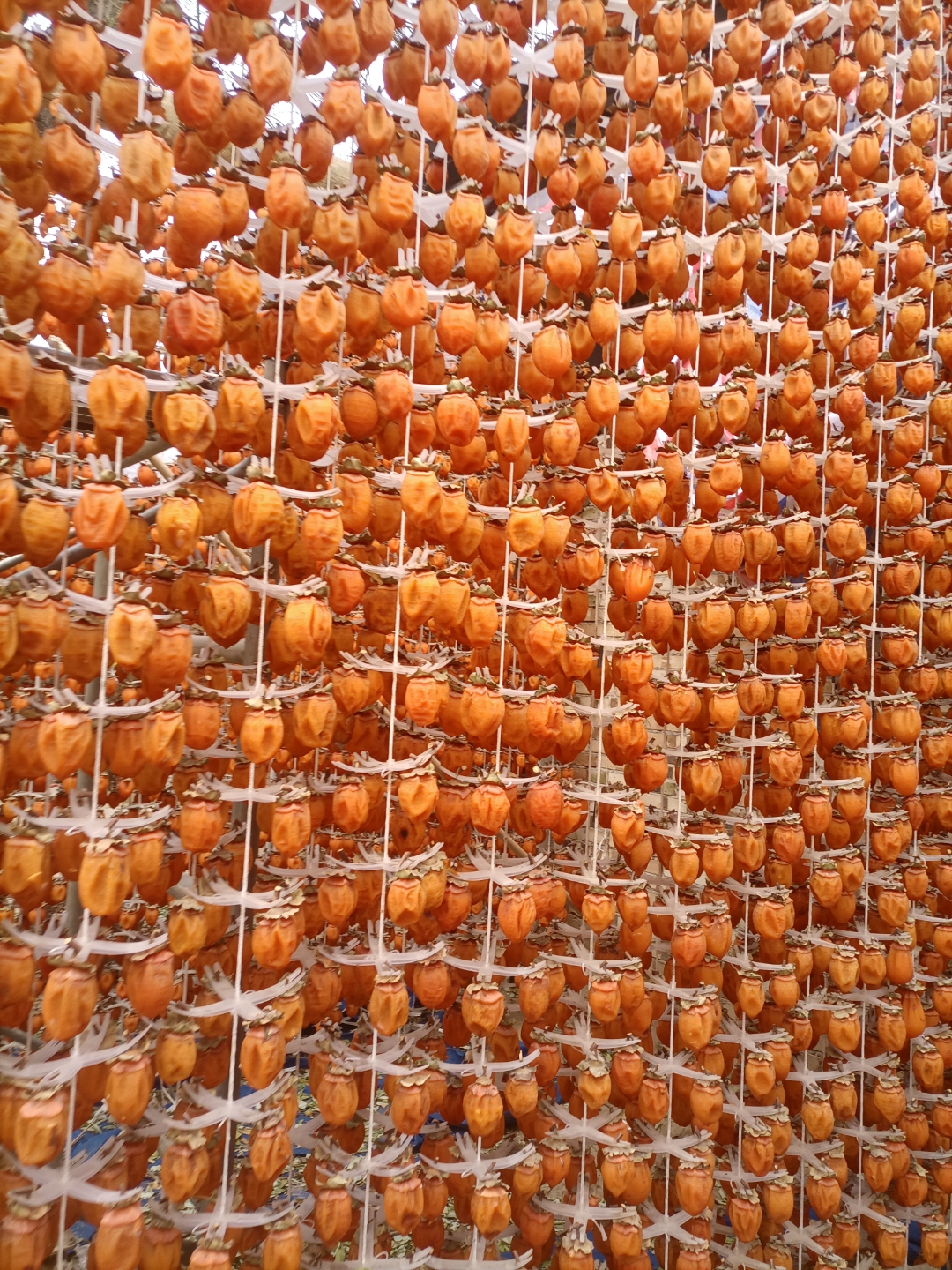 陕西富平小柿子“链”出大产业