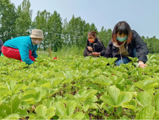 (乡村行・看振兴)山西代县:黑皮鸡枞菌种植“发力” 带动乡村就业增收