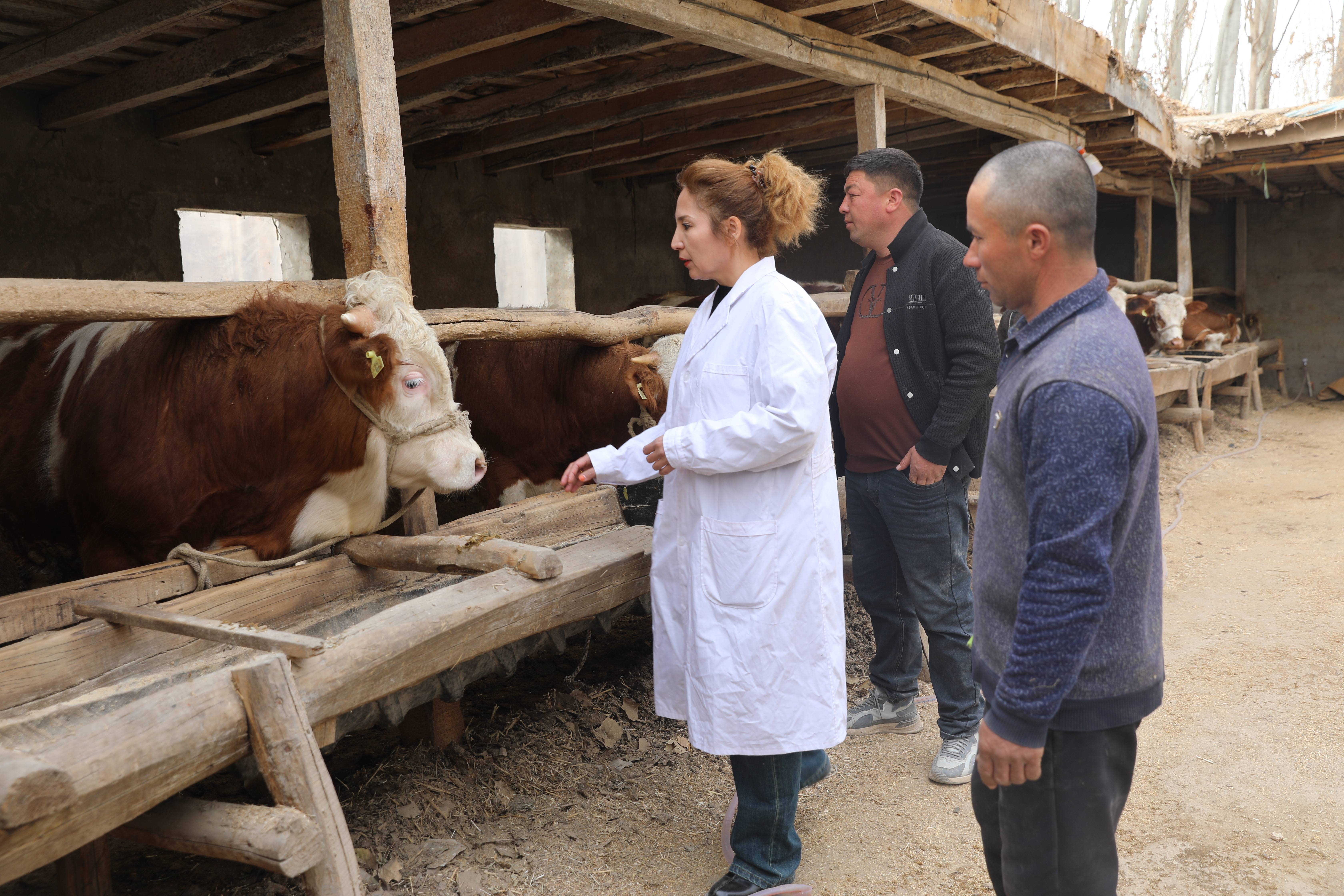 （乡村行・看振兴）“菌棒工厂”火力全开 山西万荣菇农忙出好“钱”景