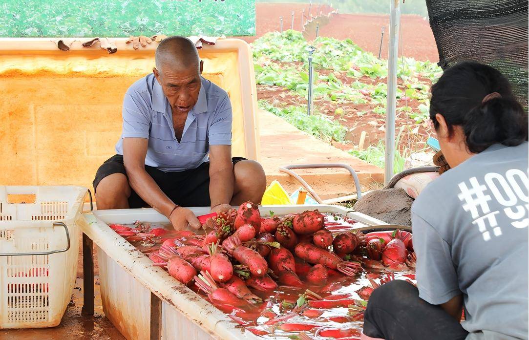 （乡村行・看振兴）“菌棒工厂”火力全开 山西万荣菇农忙出好“钱”景