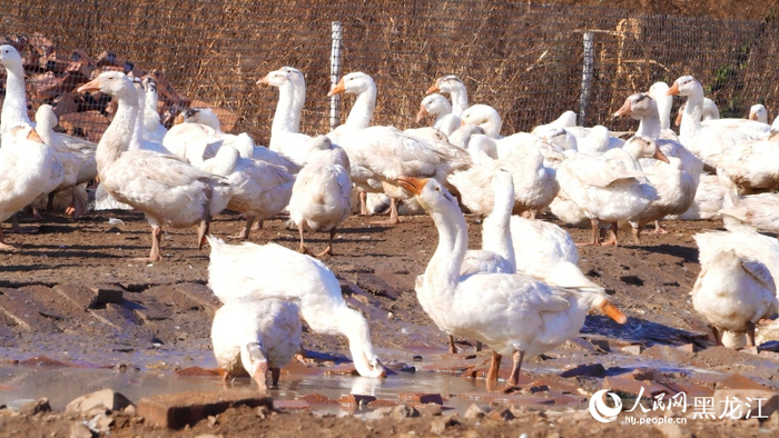 黑龙江北安:一只大鹅串起亿元产业链