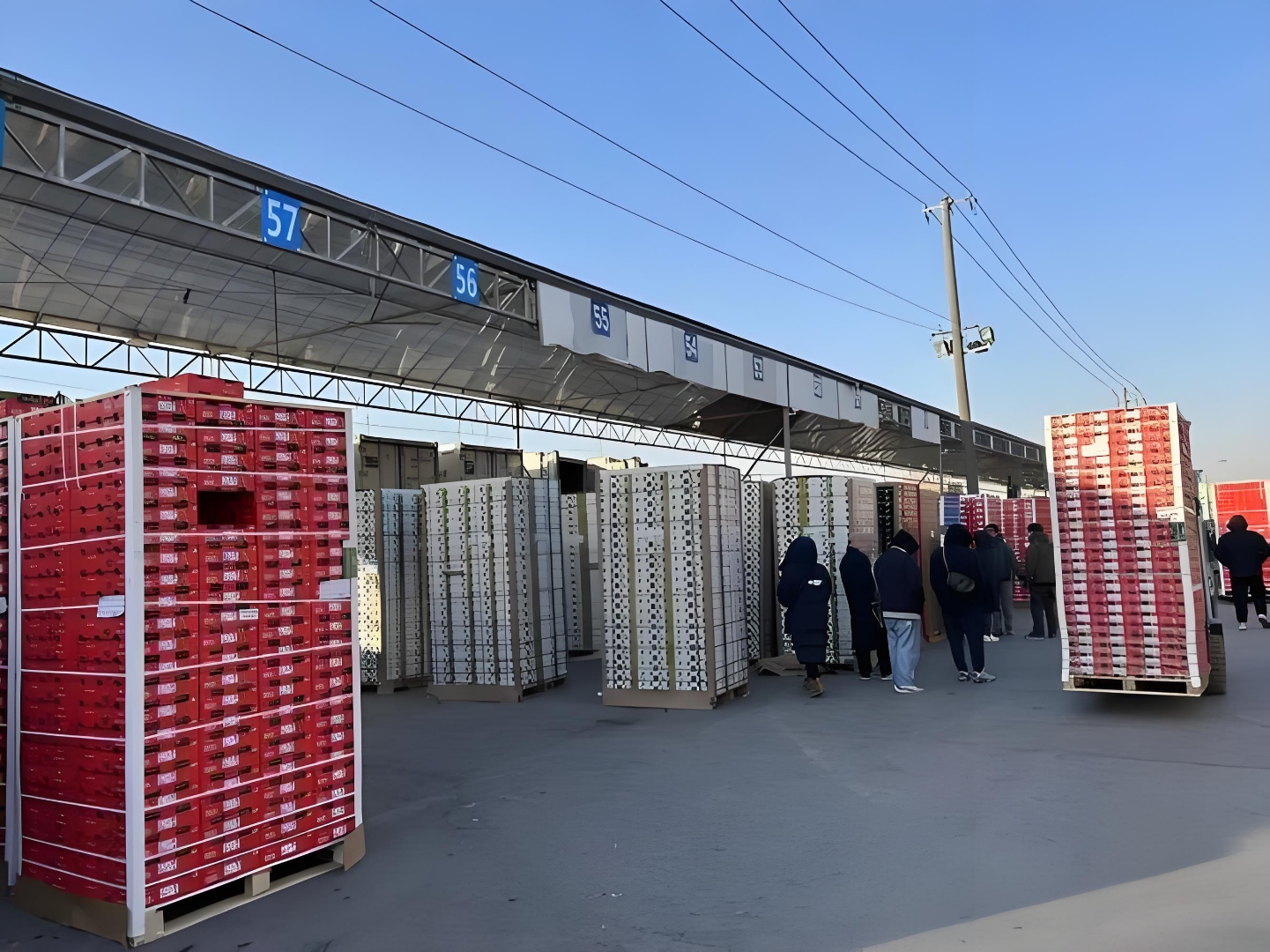 2025-2026南半球车厘子新产季南沙口岸累计通关近4000柜